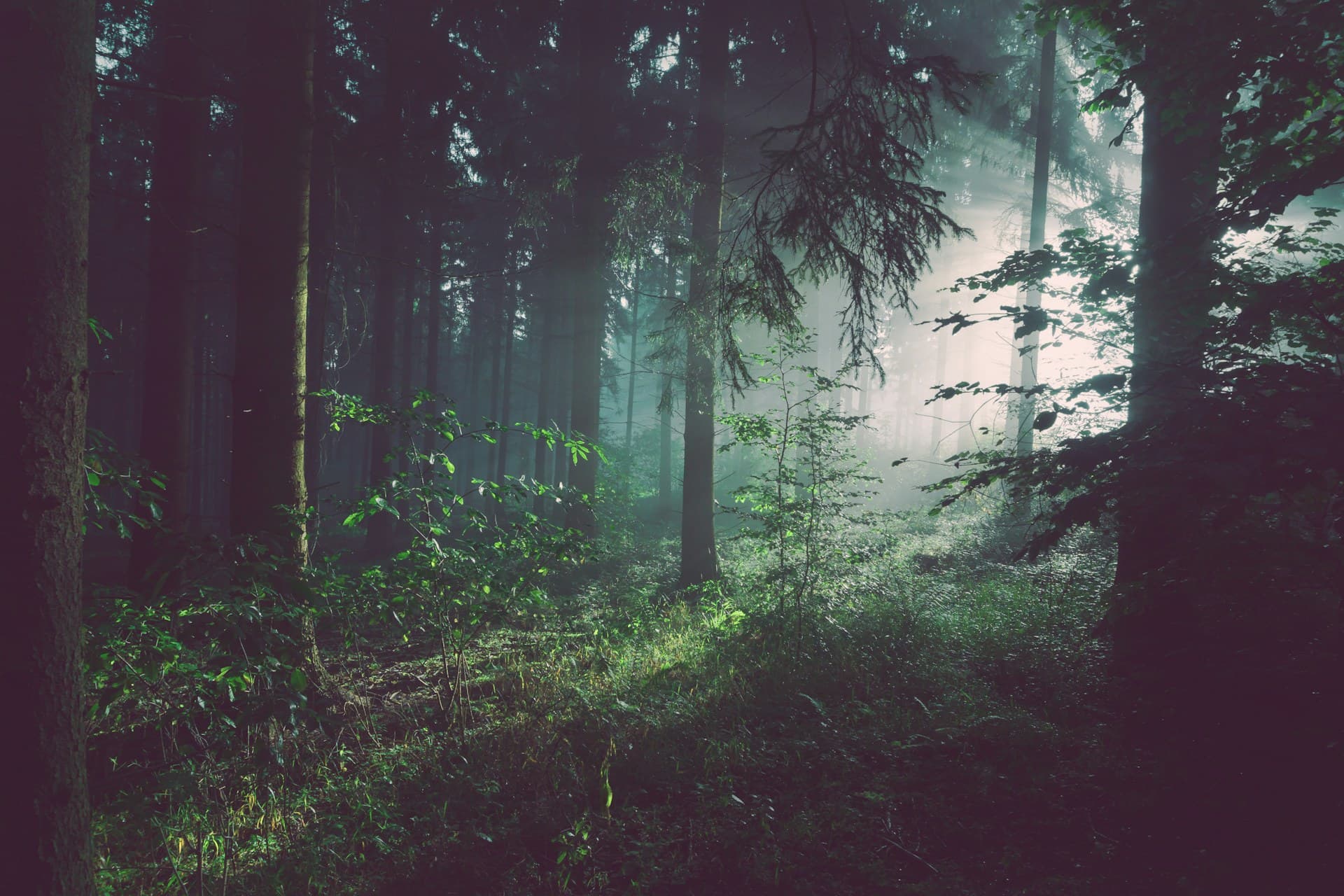 Lorem ipsum dolor sit amet consectetur adipiscing elit