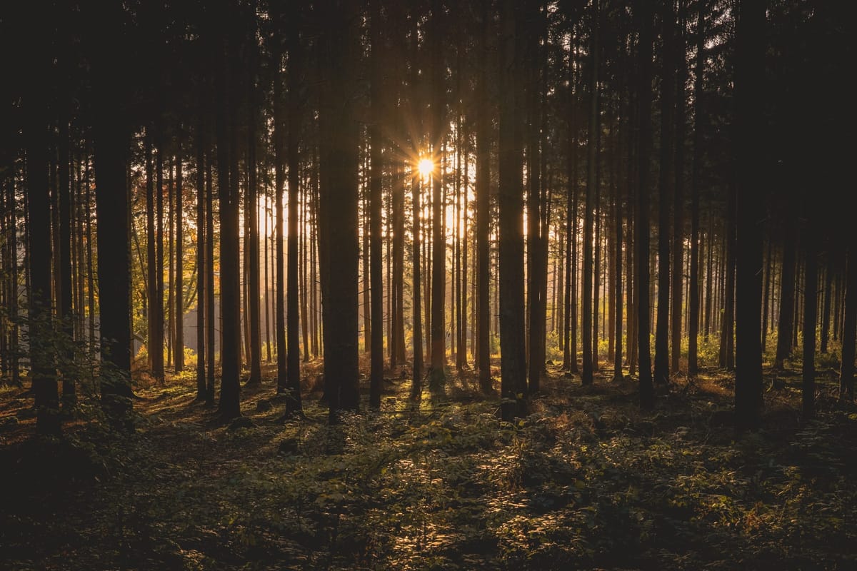 Solen skinner gennem grantræerne i en skov i modlys